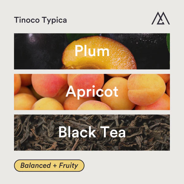 MONOGRAM - Tinoco Typica | Colombia - Lactic Washed - Typica