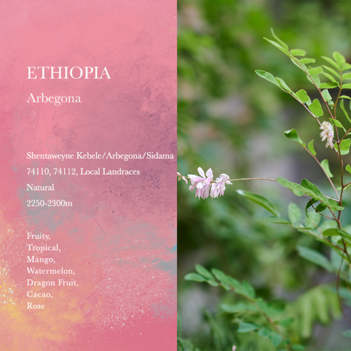 WEEKENDERS COFFEE - Arbegona Natural | Ethiopia - Natural - 74110, 74112, Local Landraces