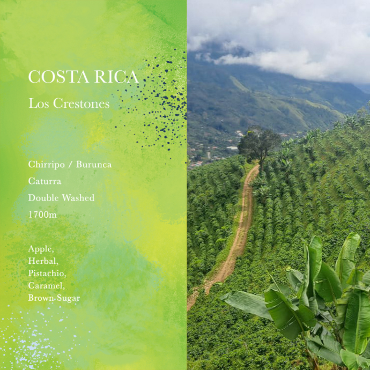 WEEKENDERS COFFEE - Los Crestones | Costa Rica - Double Washed - Caturra