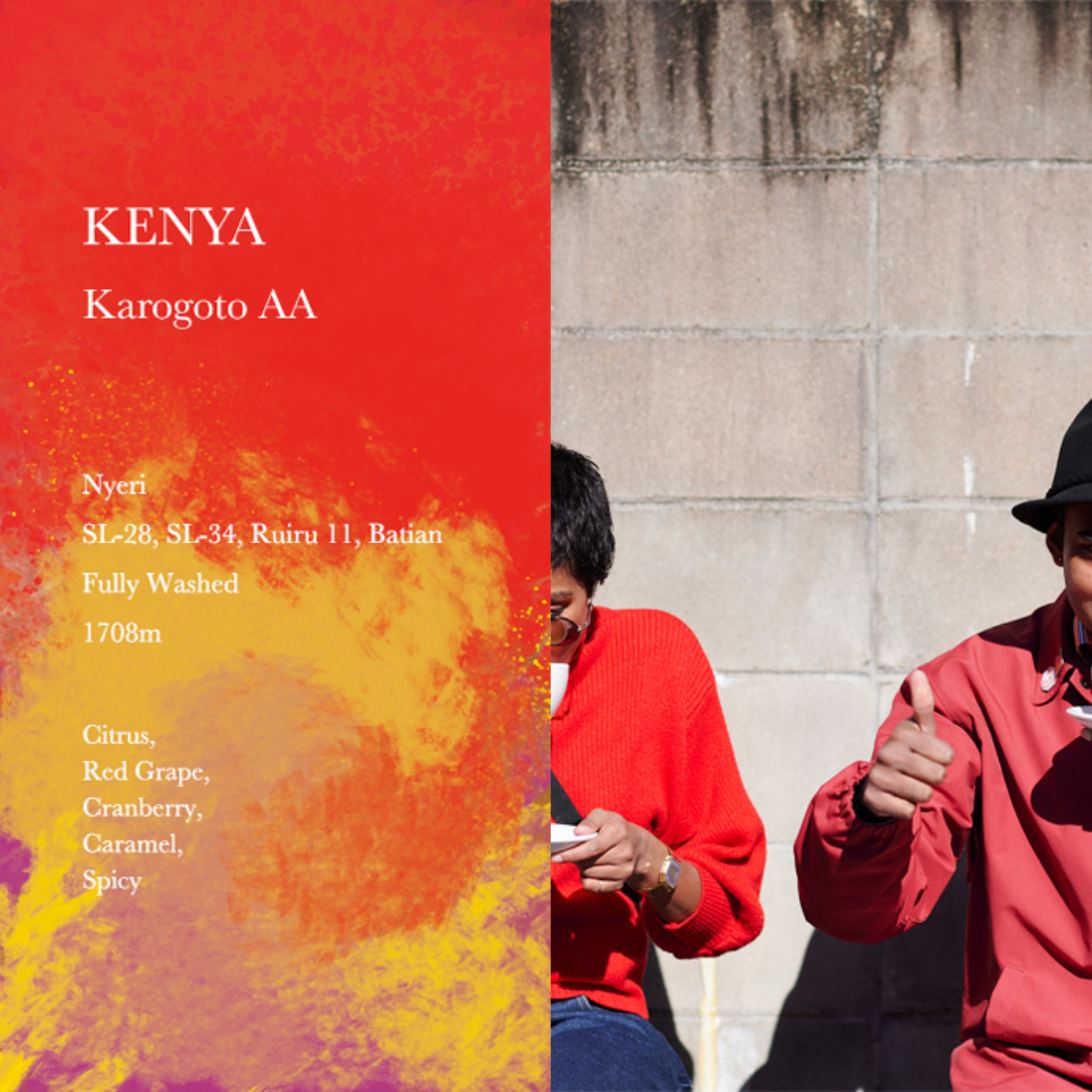 WEEKENDERS COFFEE - Karogoto AA | Kenya - Washed - SL28, SL34, Ruiru11, Batian