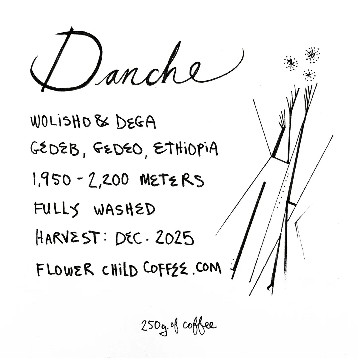 FLOWER CHILD - Danche | Ethiopia - Washed - Ethiopian Landraces