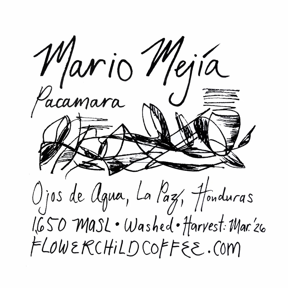 FLOWER CHILD - Mario Mejía | Honduras - Washed - Pacamara