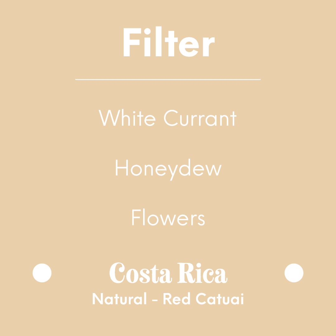 DAK - Magnolia | Costa Rica - Natural - Red Catuai