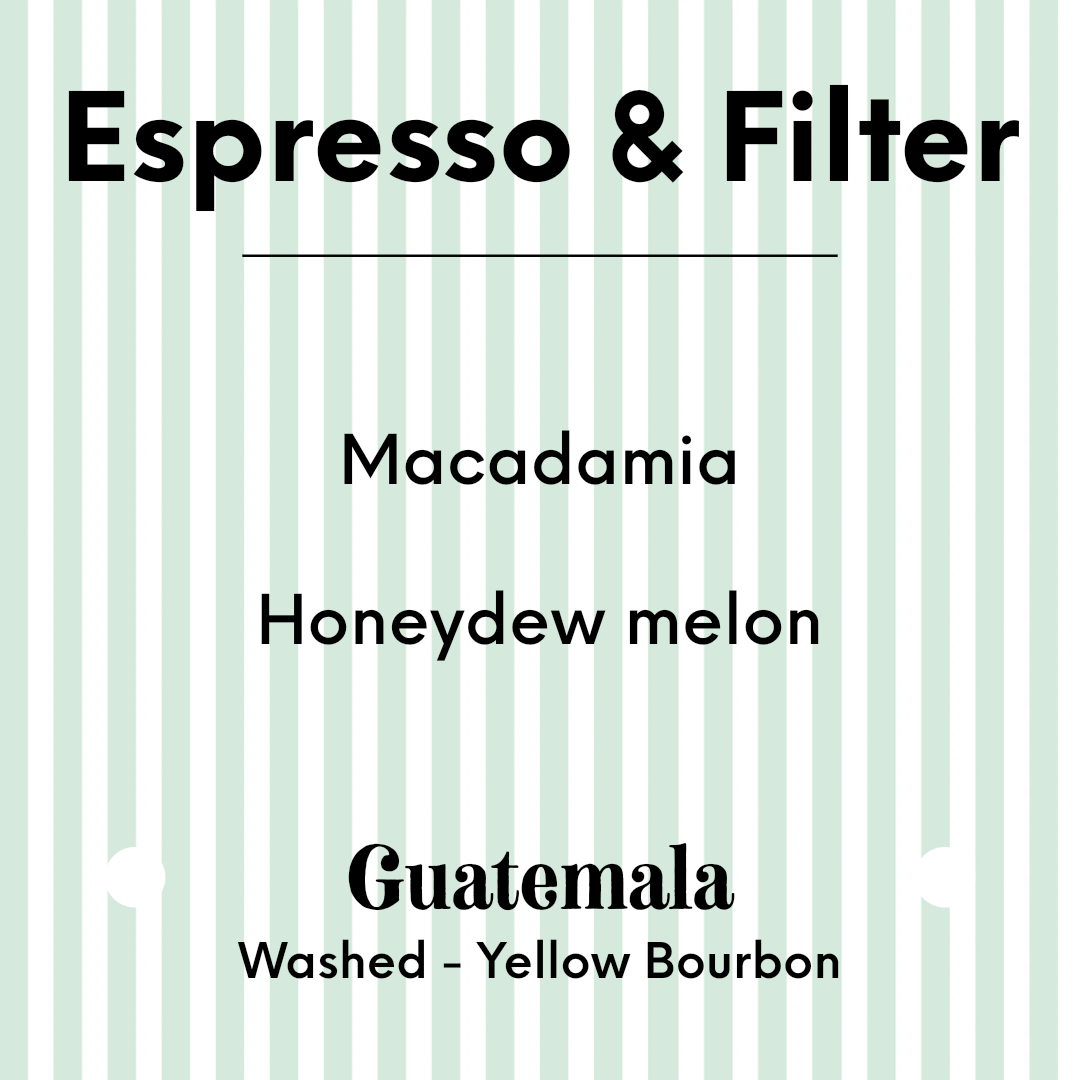 APRIL - Sustainable Profile Coffee - Guatemala - Washed - Yellow Bourbon