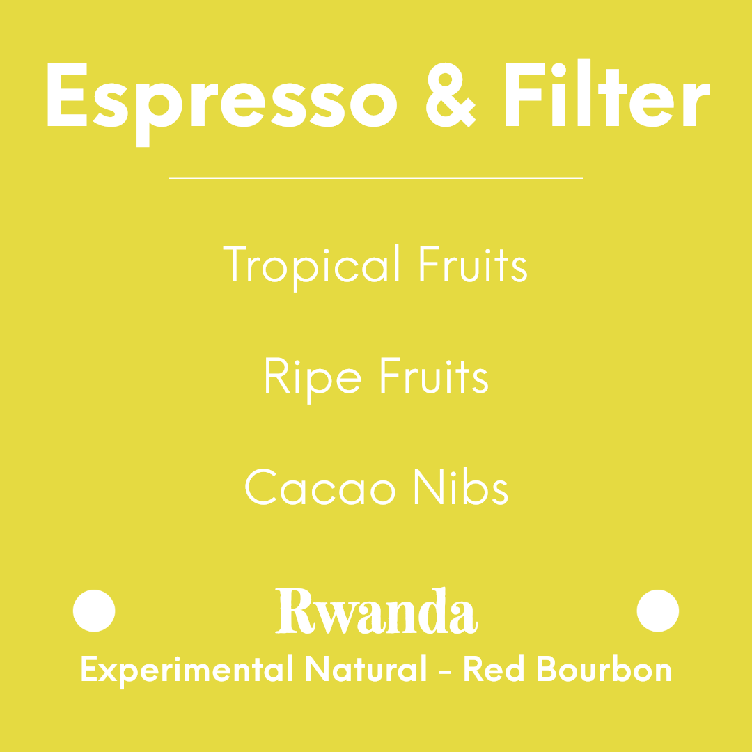 DAK - The Alchemist | Rwanda - Experimental Natural - Red Bourbon