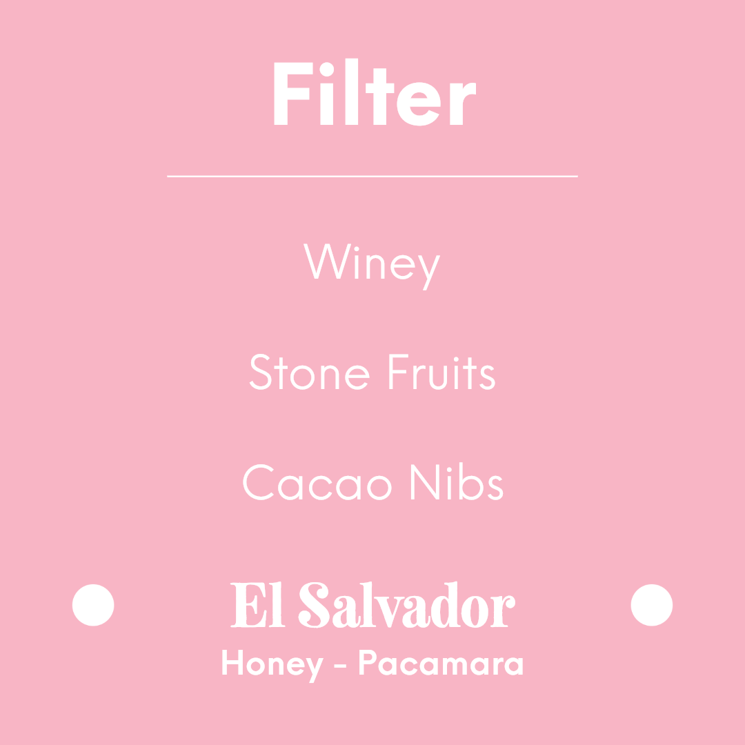 TIM WENDELBOE - Los Pirineos Pacamara | El Salvador - Honey - Pacamara