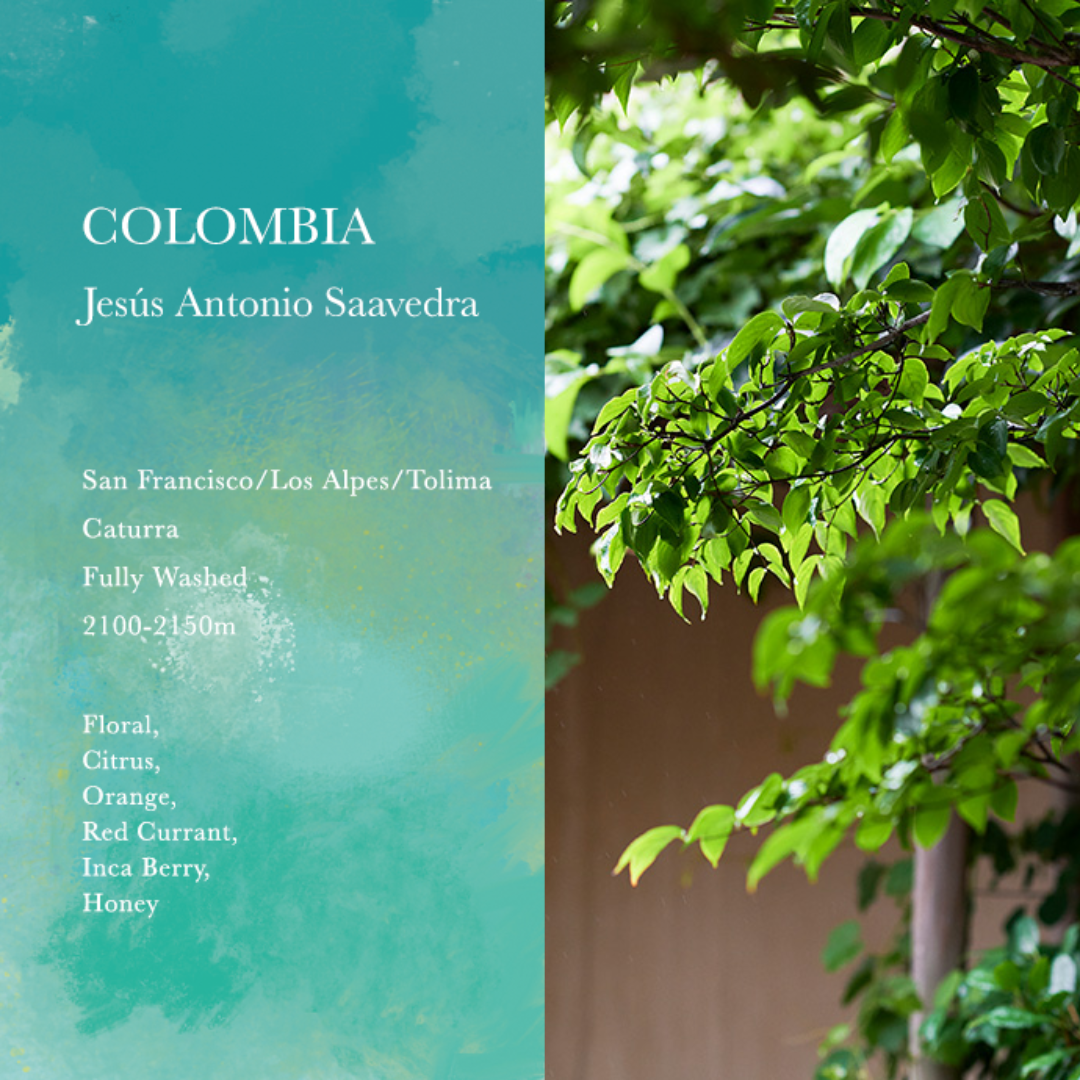 WEEKENDERS COFFEE - Jesús Antonio Saavedra | Colombia - Washed - Caturra