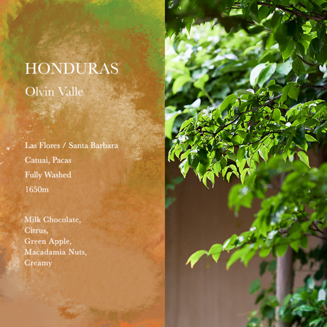 WEEKENDERS COFFEE - Olvin Valle | Honduras - Washed - Catuai, Pacas