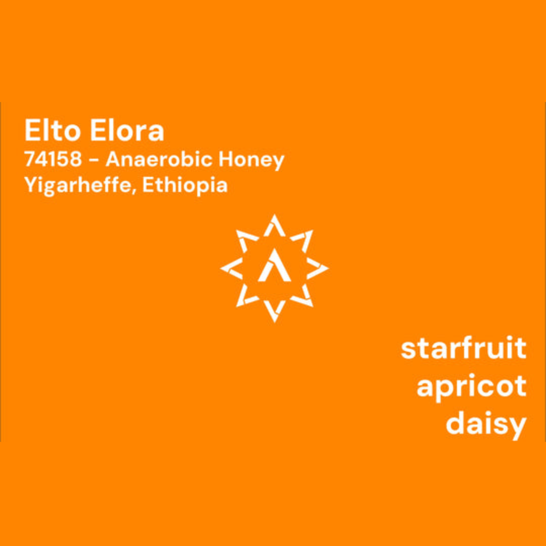 APOLLON'S GOLD - Elto Elora | Ethiopia - Anaerobic Honey - 74158