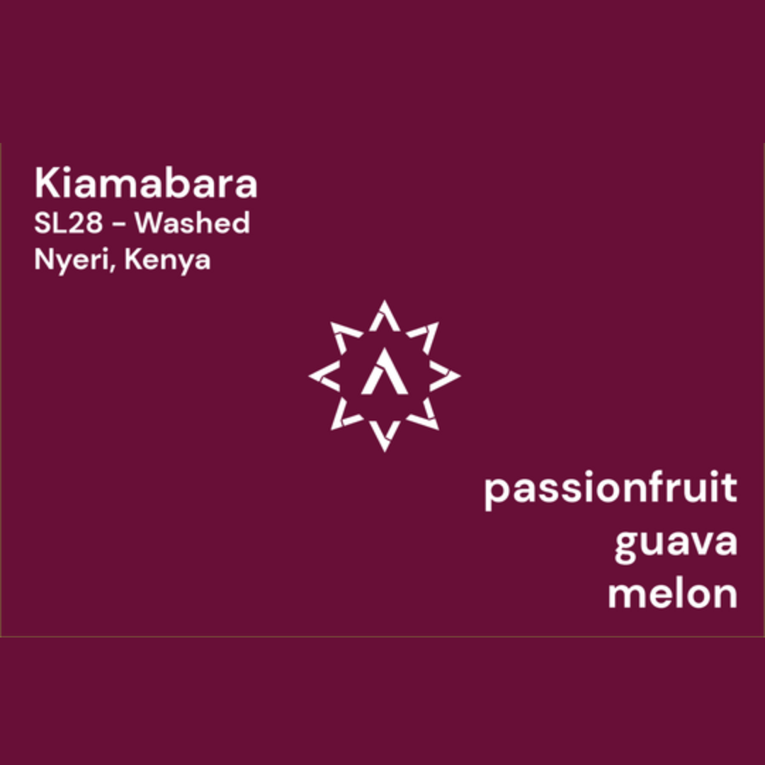 APOLLON'S GOLD - Kiamabara | Kenya - Washed - SL28