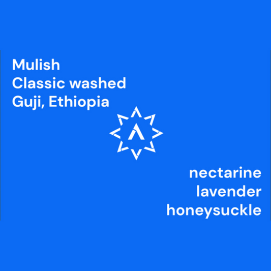 APOLLON'S GOLD - Mulish | Ethiopia - Washed - Heirlooms