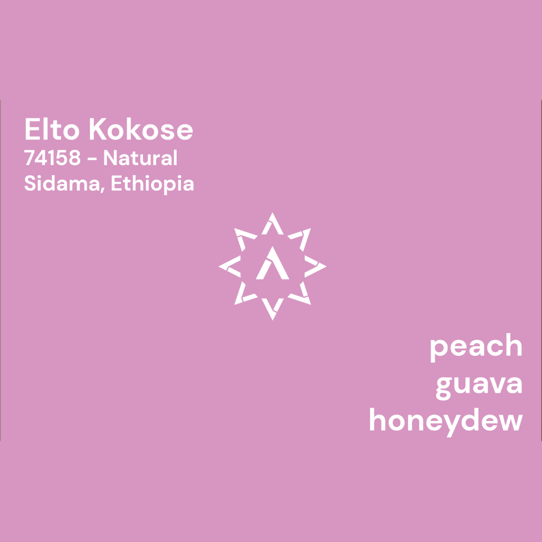 APOLLON'S GOLD - Elto Kokose | Ethiopia - Natural - 74158