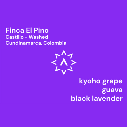 APOLLON'S GOLD - El Pino | Colombia - Washed - Castillo