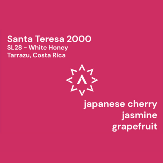 APOLLON'S GOLD - Santa Teresa 2000 | Costa Rica - White Honey - SL28