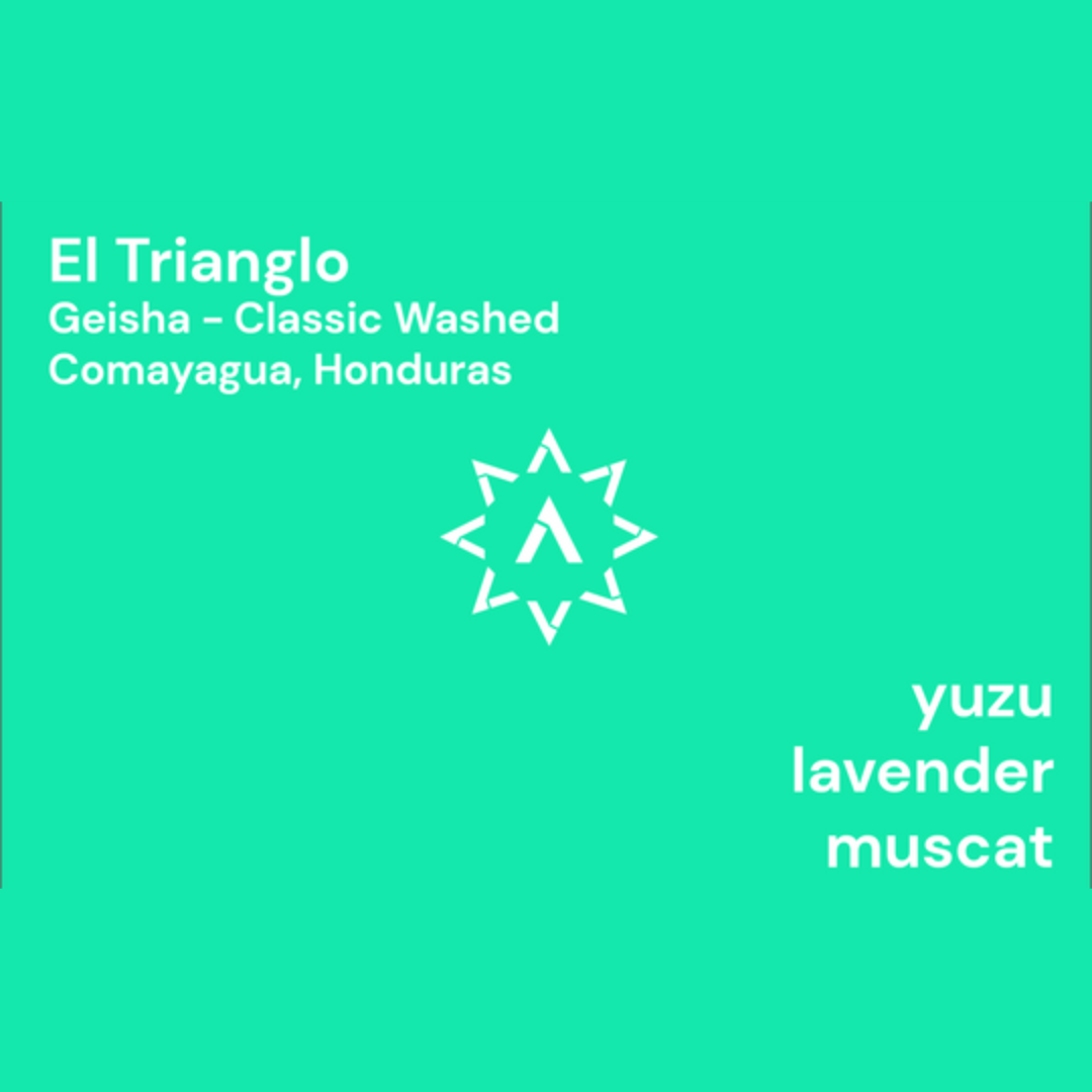 APOLLON'S GOLD - El Triangulo | Honduras - Washed - Geisha