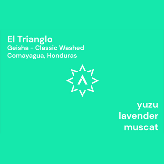 APOLLON'S GOLD - El Triangulo | Honduras - Washed - Geisha