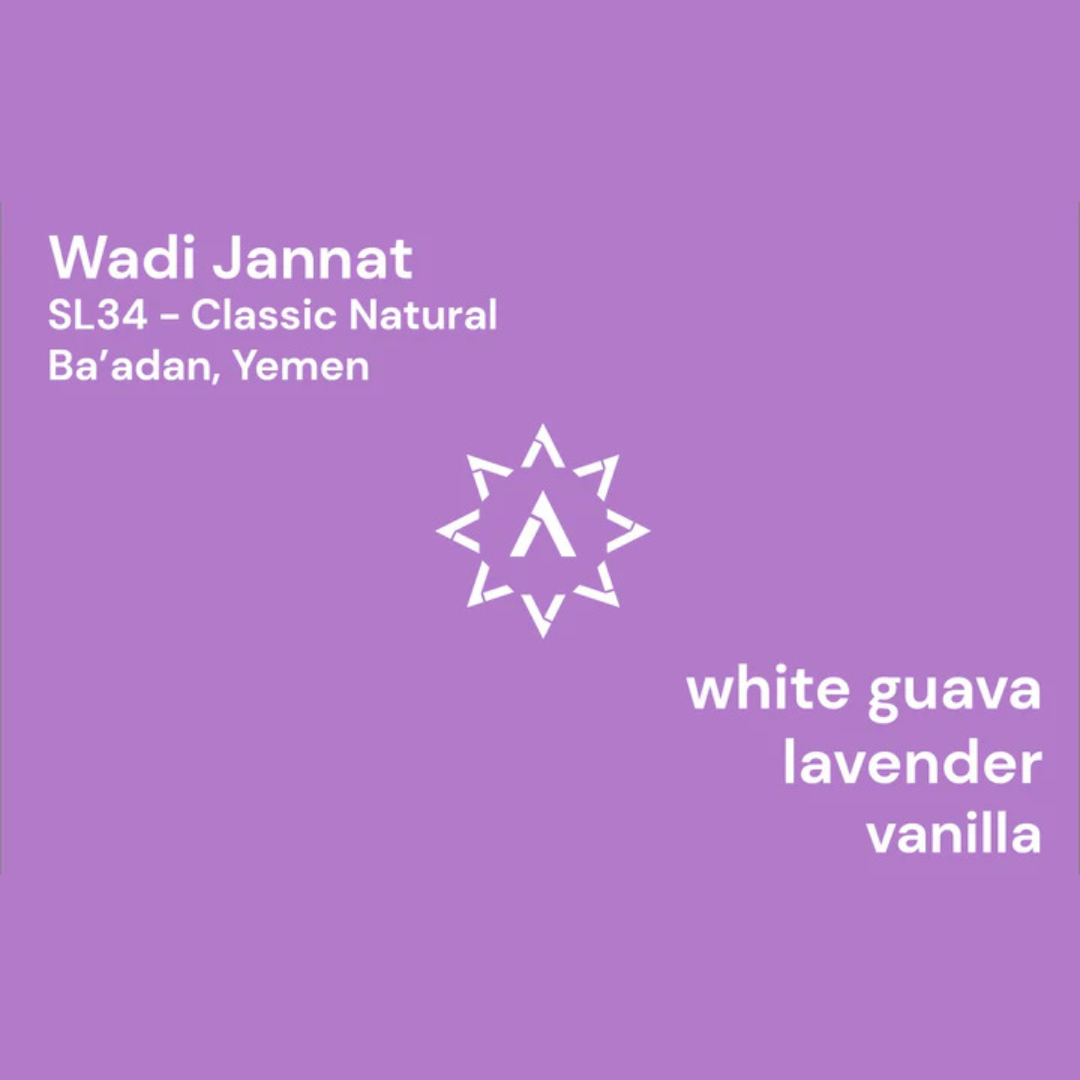 APOLLON'S GOLD - Wadi Jannat | Yemen - Natural - SL34