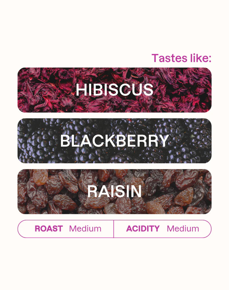 MONOGRAM - Kiagathu Peaberry Filter | Kenya - Double Washed - Blend