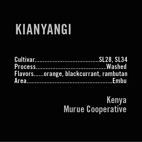APOLLON'S GOLD - Kianyangi | Kenya - Washed - SL28, SL34