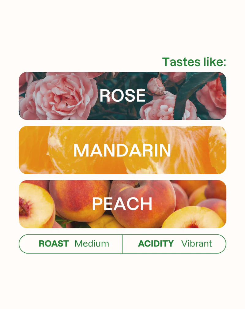 MONOGRAM - Quebraditas Sidra/Bourbon Espresso | Colombia - Washed - Sidra, Bourbon