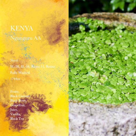 WEEKENDERS COFFEE - Ngunguru AA | Kenya - Washed - SL28, SL34, Ruiru11, Batian