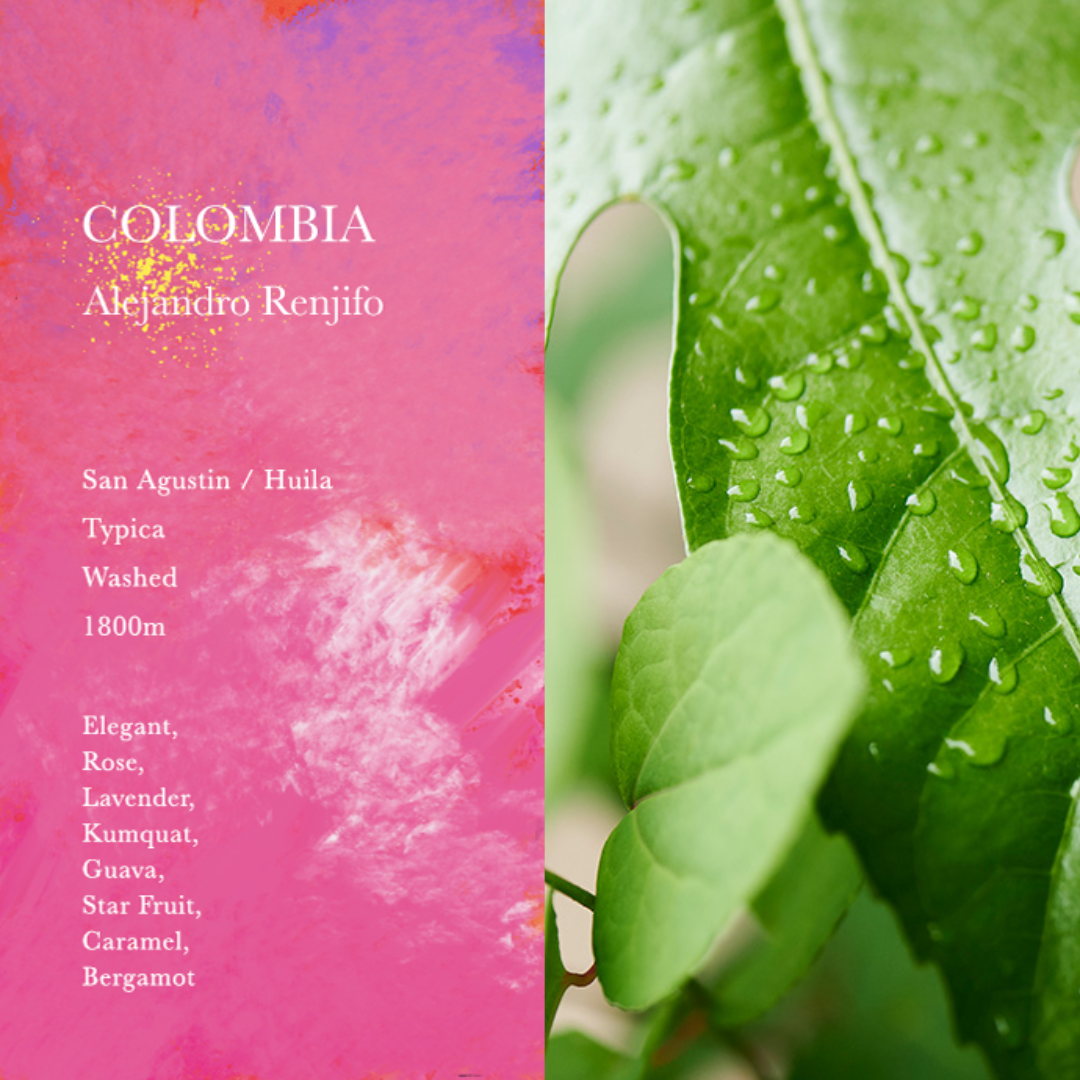 WEEKENDERS COFFEE - Alejandro Renjifo | Colombia - Washed - Typica