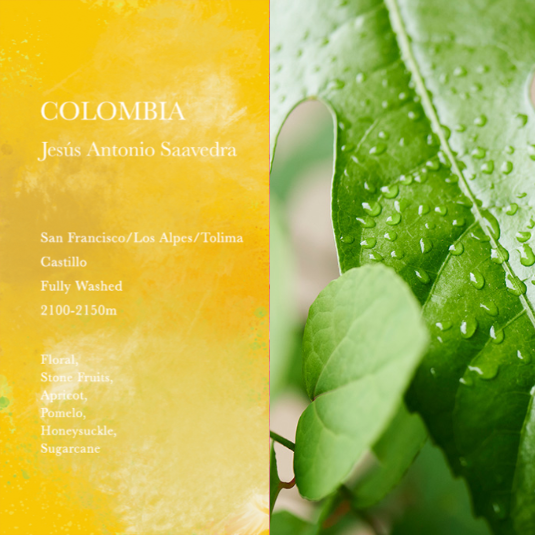WEEKENDERS COFFEE - Jesus Antonio Saavedra | Colombia - Washed - Castillo