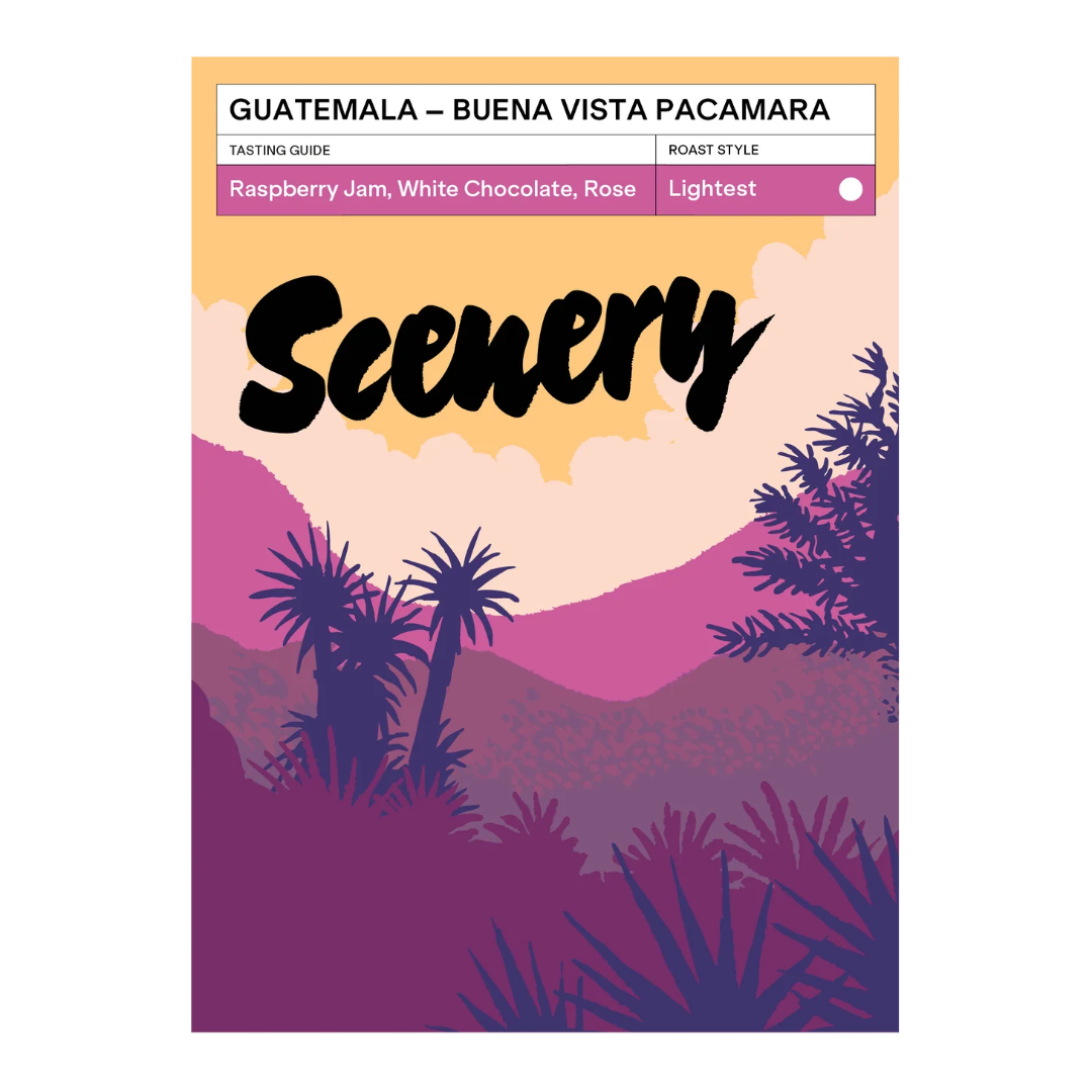SCENERY - Buena Vista Pacamara | Guatemala - Natural - Pacamara