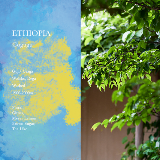 WEEKENDERS COFFEE - Gogugu | Ethiopia - Washed - Wolisho, Dega