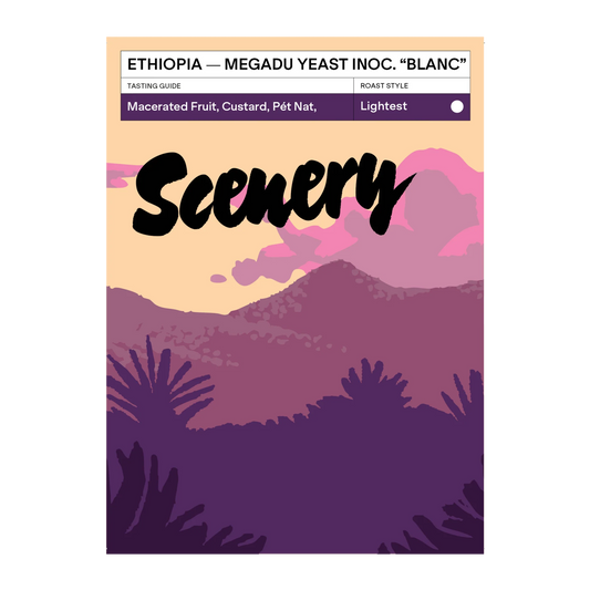 SCENERY - Megadu Yeast Inoculated Natural "Blanc" | Ethiopia - Yeast Inoculated Anoxic Natural - Wild Guji Megadu (local landrace), JARC 74112/74158