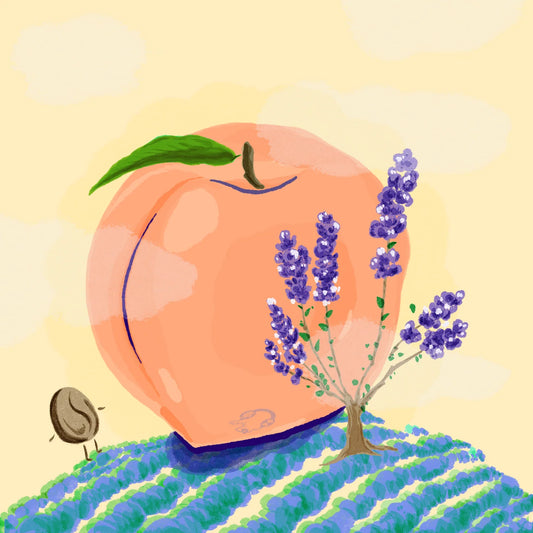 HYDRANGEA - Jairo Arcila Peach | Colombia - Washed Co-Ferment with Peach - Castillo
