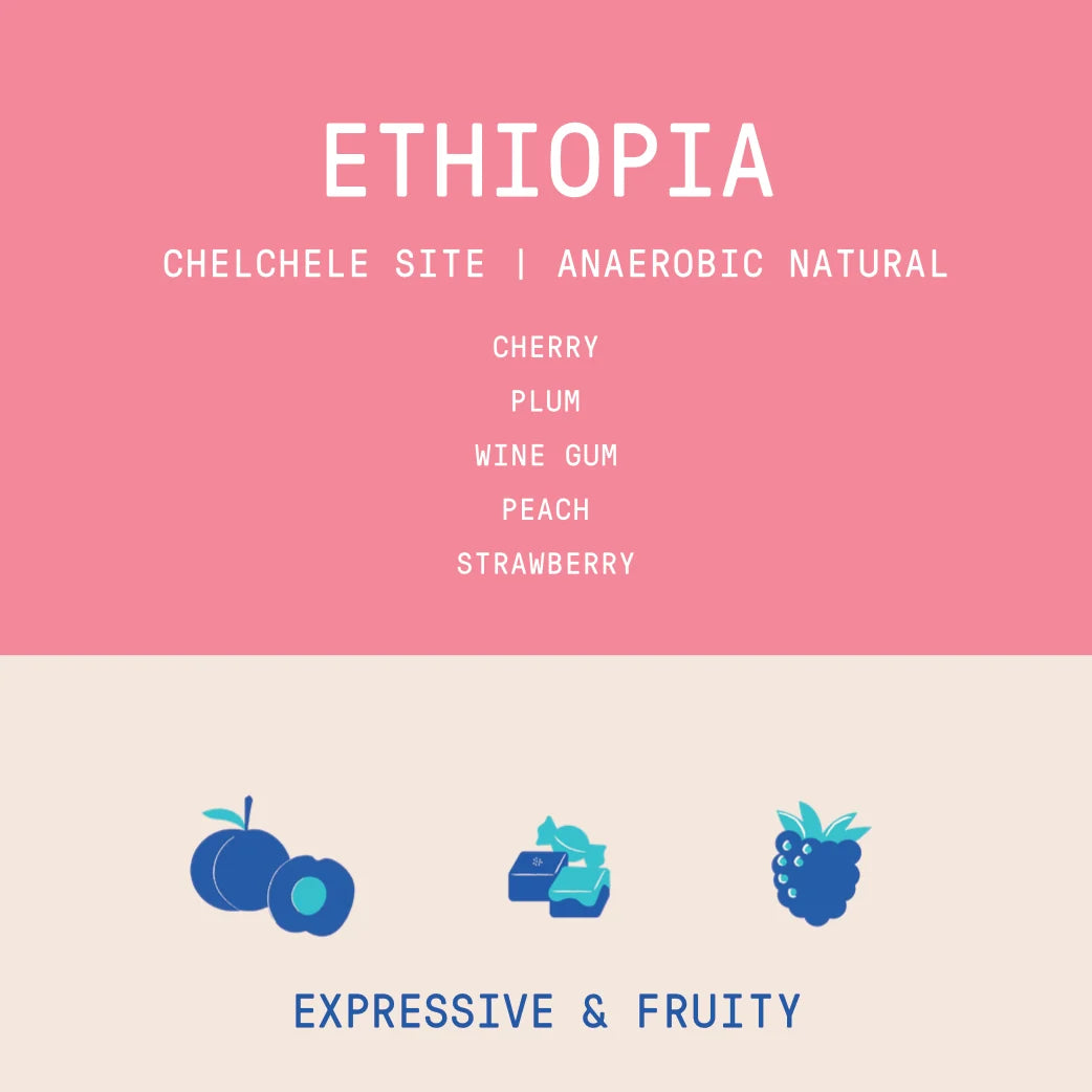 ROGUE WAVE - Chelchele Site SuperNatural | Ethiopia - Anaerobic Natural - 74112, 74110