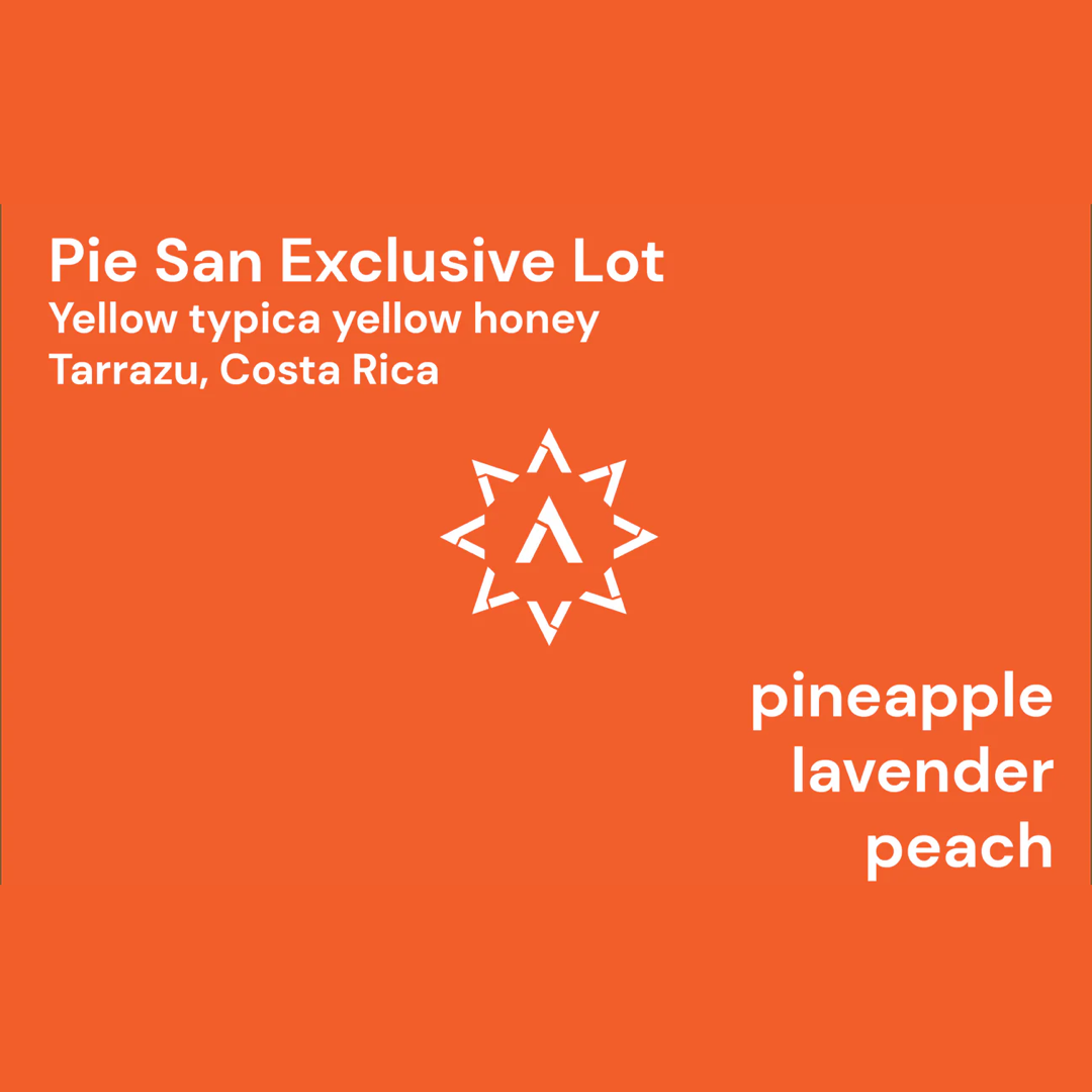 APOLLON'S GOLD - Pie San Exclusive Lot | Costa Rica - Yellow Honey - Yellow Typica