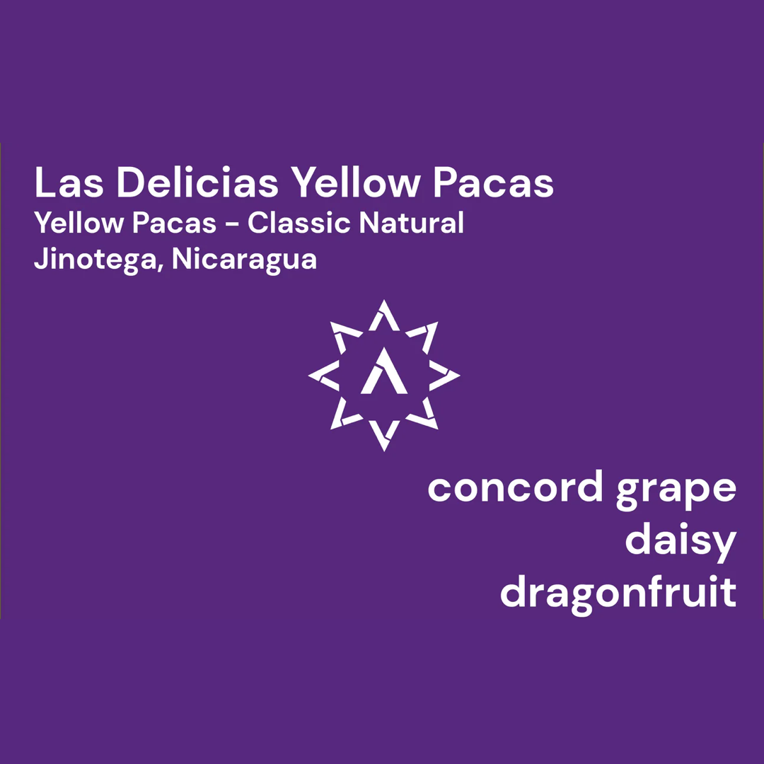 APOLLON'S GOLD - Las Delicias Yellow Pacas | Nicaragua - Natural - Yellow Pacas