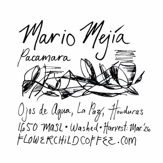 FLOWER CHILD - Mario Mejía | Honduras - Washed - Pacamara