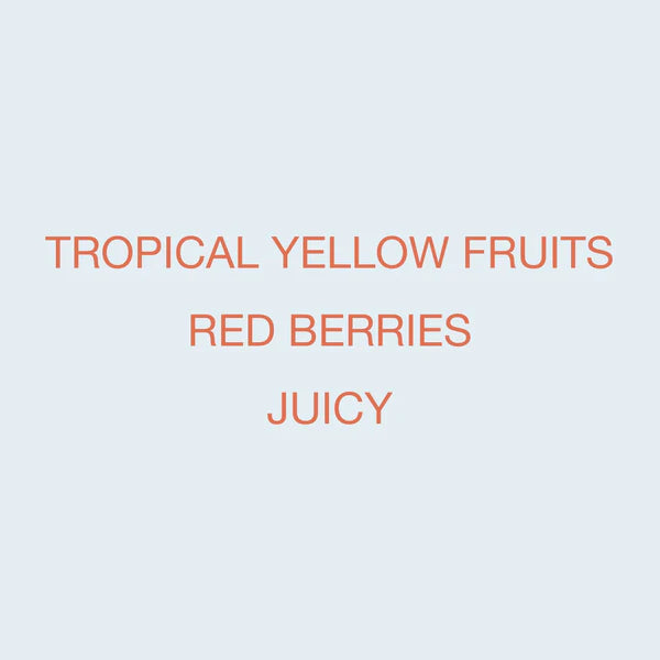 KOPPI - Karinga AA | Kenya - Washed - SL28, SL34