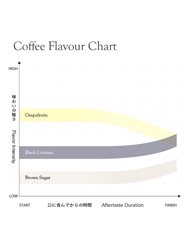 KURASU - Gititu PB | Kenya - Washed - SL28, Ruiru11, Batian
