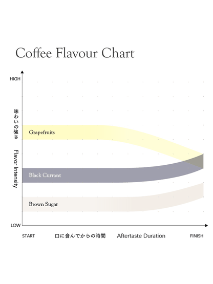 KURASU - Gititu PB | Kenya - Washed - SL28, Ruiru11, Batian