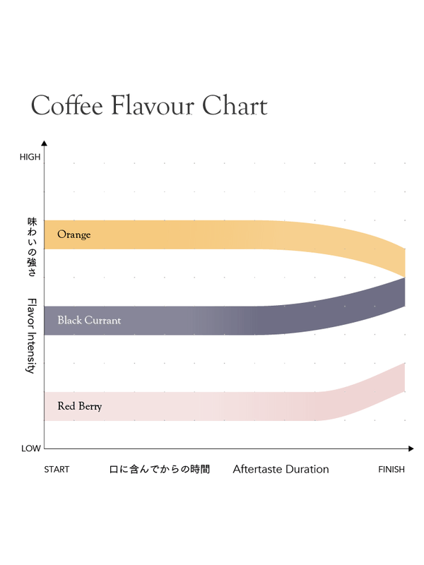 KURASU - Kamviu AB | Kenya - Washed - SL28, Ruiru11, Batian
