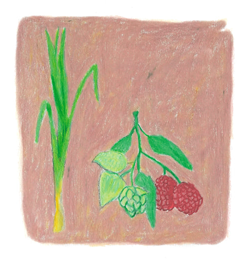 TAITH - Sebastian Ramirez Session IPA | Colombia - Honey Session IPA - Pink Bourbon