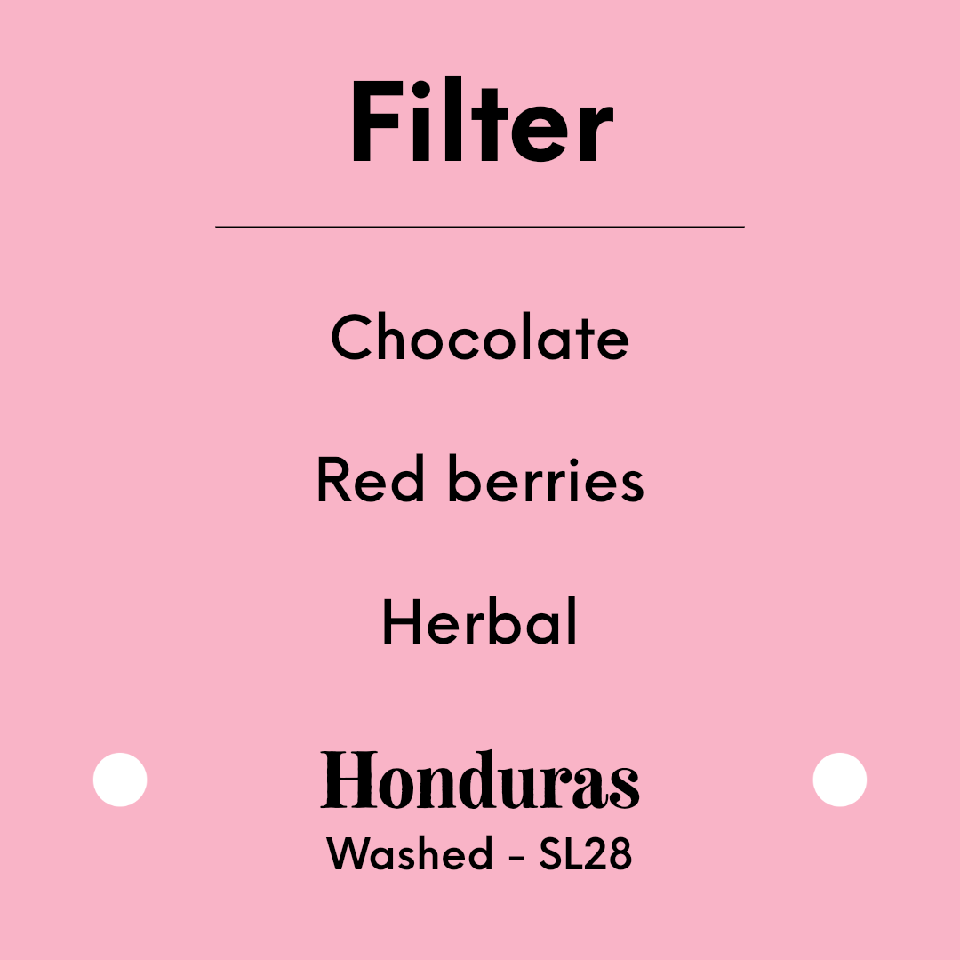 TIM WENDELBOE - Caballero SL28 - Honduras - Washed - SL28