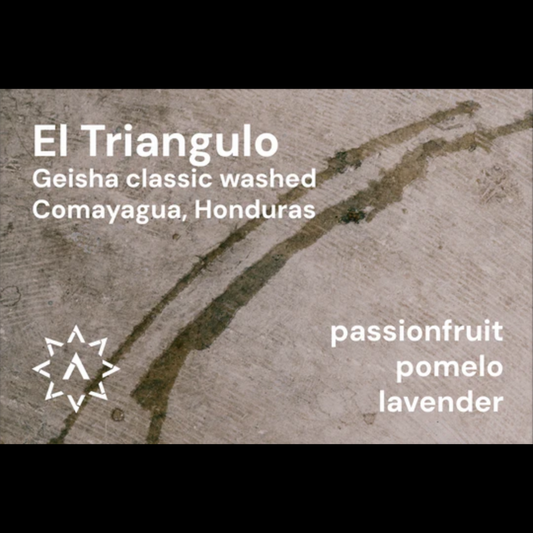 APOLLON'S GOLD - El Triangulo - Washed - Geisha