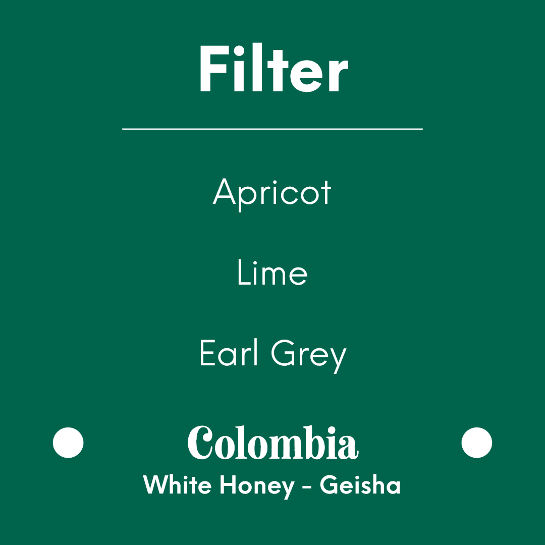 PRODIGAL - Finca La Roca - Colombia - White Honey - Geisha