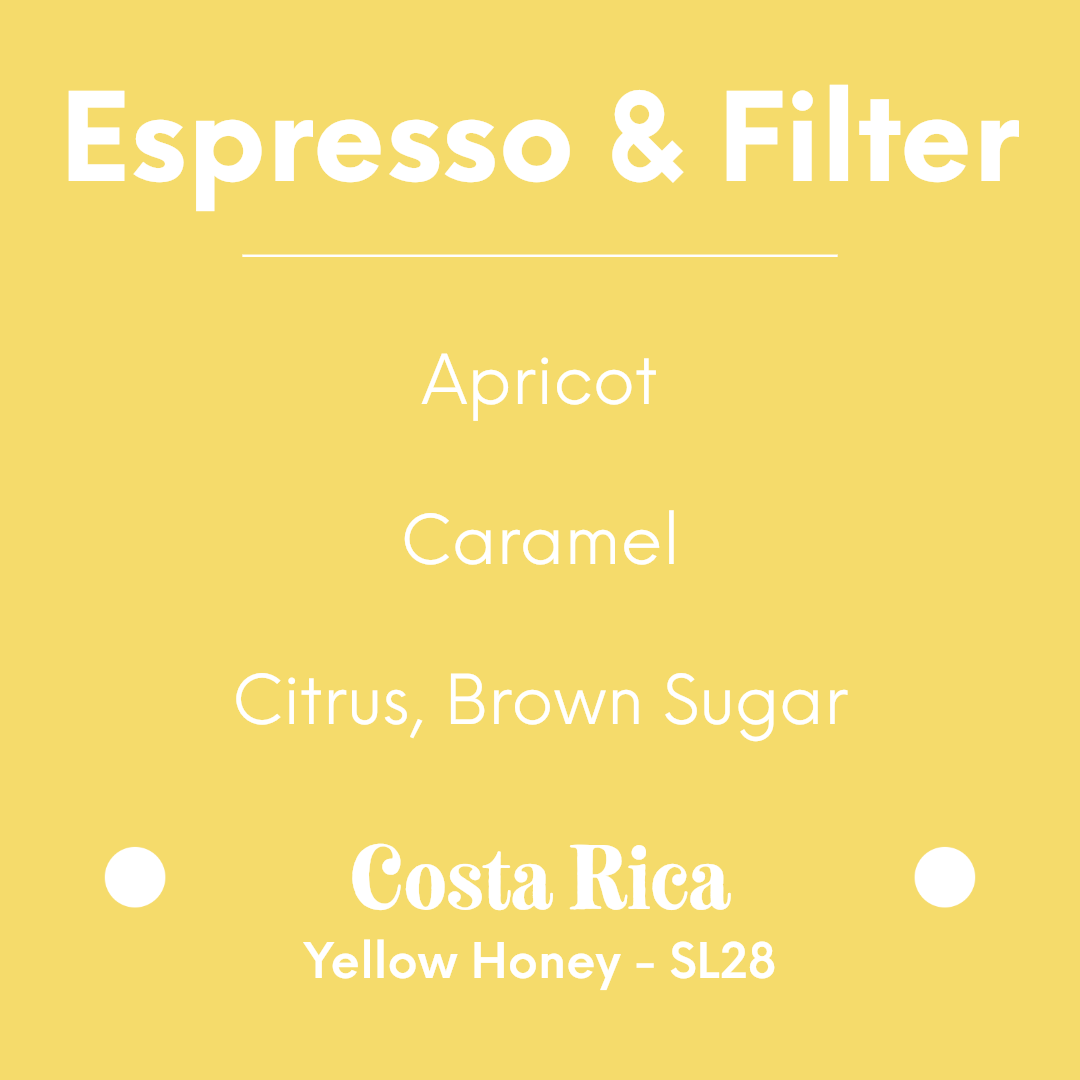 Proud Mary - Cerro San Luis Micromill - Finca El Venado - Costa Rica - Yellow Honey - SL28