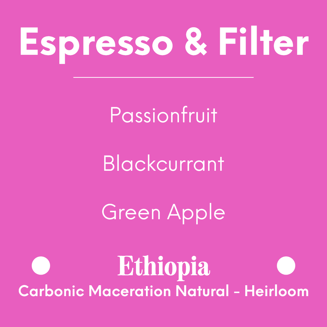 Proud Mary - Sidama - Bona Zuria - Ethiopia - Carbonic Maceration Natural - Heirloom