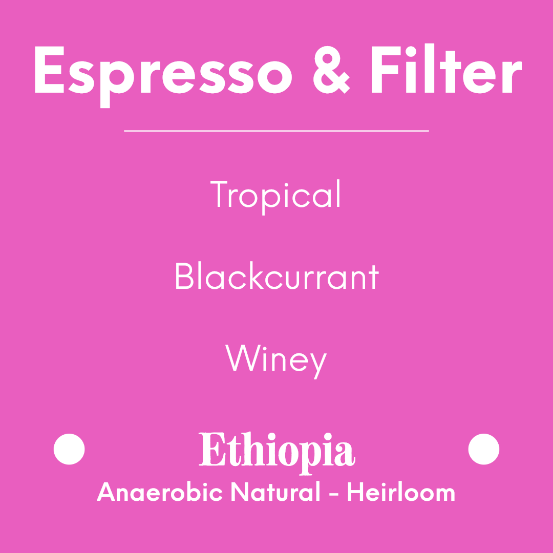 Proud Mary - Kore Biloya - Ethiopia - Anaerobic Natural - Heirloom