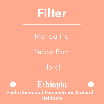 DAK - Hydro Honey - Ethiopia - Hydro Extended Fermentation Natural - Heirloom