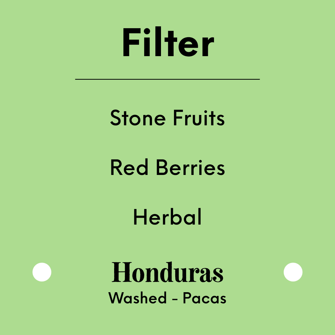 TIM WENDELBOE - Nacimiento Pacas - Honduras - Washed - Pacas