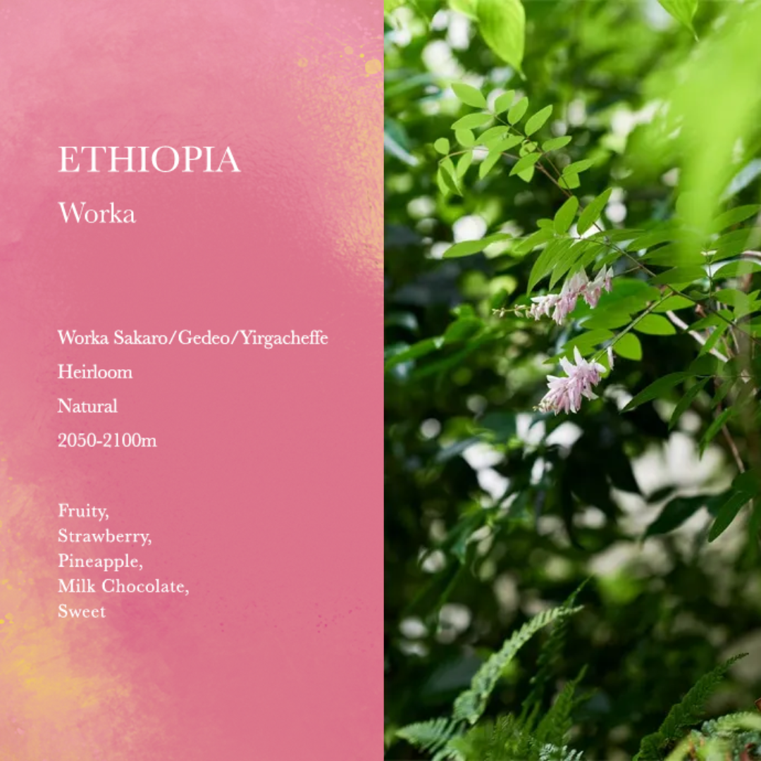 WEEKENDERS COFFEE - Worka - Ethiopia - Natural - Heirloom