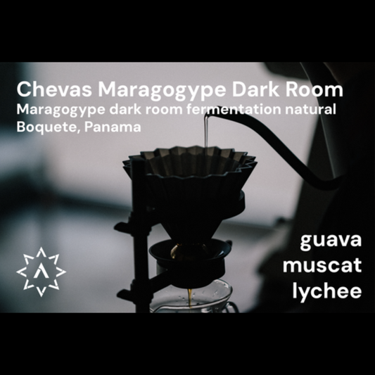 APOLLON'S GOLD - Chevas Maragogype Dark Room | Panama - Dark Room Fermentation Natural - Maragogype